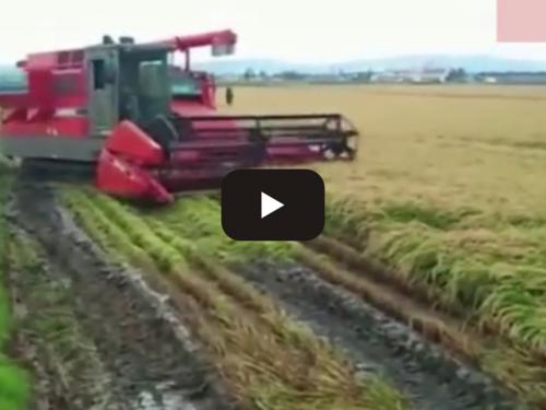 Rice Wo harvest machine
