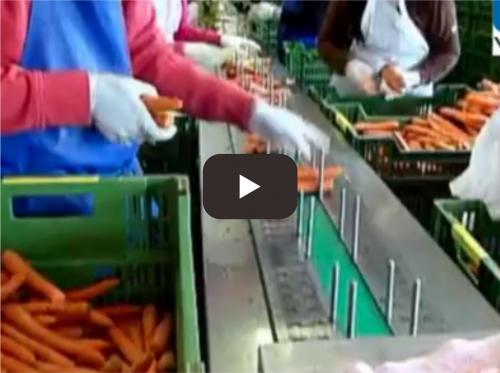 Mixed fruit and vegetable binding production line