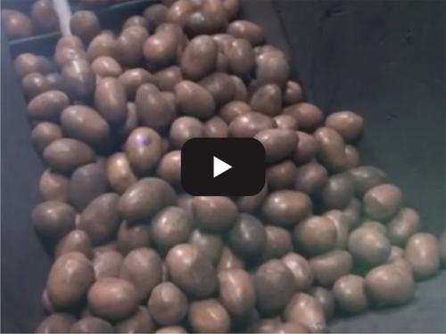Potato packaging production line