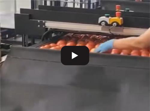 Speed automatic tomato processing line