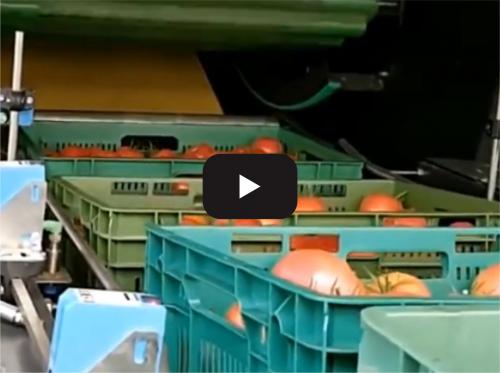 Tomato automatic processing production line