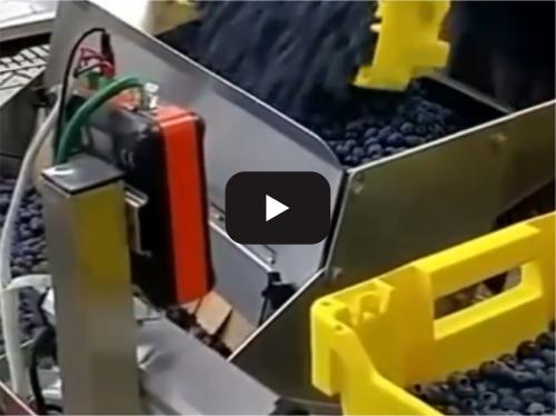 Fruit processing and packaging production line