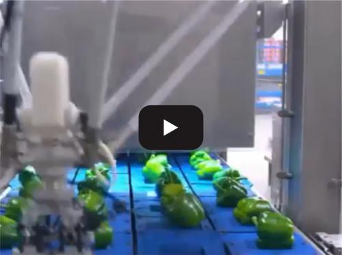 Food automation production line